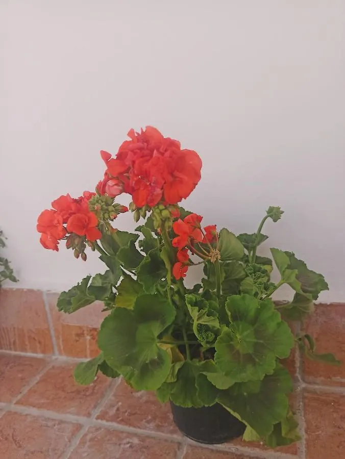 Affittacamere Hotel La terrazza delle fate Napoli